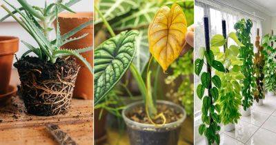 21 Houseplant Myths Debunked - balconygardenweb.com