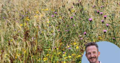 Is creating a meadow garden really worth the hassle? - gardenersworld.com