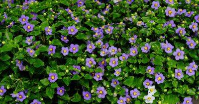 How to Grow and Care for Persian Violets - gardenerspath.com - Iran - Germany