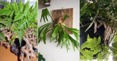 6 Ferns that Look Like Spider Legs - balconygardenweb.com