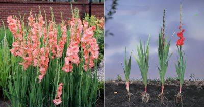 Different Gladiolus Growing Stages Explained - balconygardenweb.com
