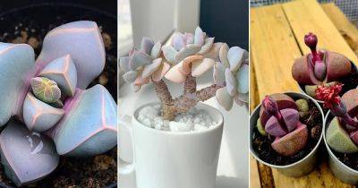 9 Cute Plants that Literally Look Like Tiny Legos - balconygardenweb.com