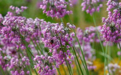 Top 10 Alliums to Grow for Summer - jparkers.co.uk