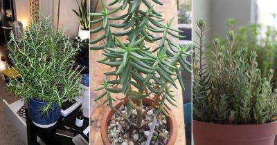 7 Succulents That Look Like Rosemary - balconygardenweb.com