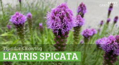 Growing Liatris Spicata: A Hardy Perennial With 4-Season Interest - savvygardening.com