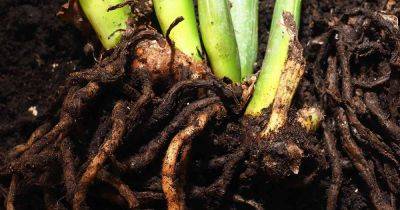 How to Prevent and Treat Root Rot in Houseplants - gardenerspath.com