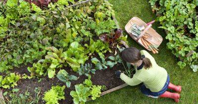 Six ways to get your garden ready for spring - irishtimes.com