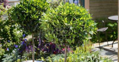How to Grow Bay (Laurus nobilis) – BBC Gardeners' World Magazine - gardenersworld.com - Britain