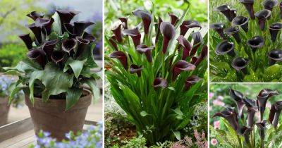14 Stunning Black Calla Lily Varieties - balconygardenweb.com