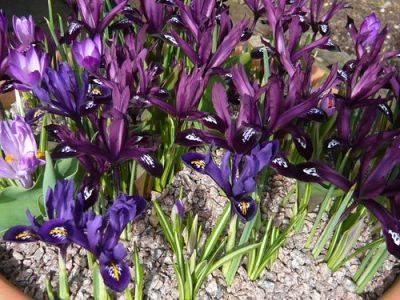 Iris From Bulbs - gardenerstips.co.uk - Britain - Netherlands