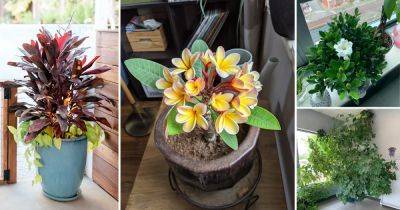 15 Best Hawaiian Indoor Plants - balconygardenweb.com - state Hawaii