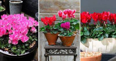 The Best Cyclamen Care Guide on the Internet - balconygardenweb.com