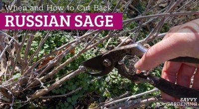 Russian Sage Pruning: How and When to Cut Back Perovskia - savvygardening.com - Russia