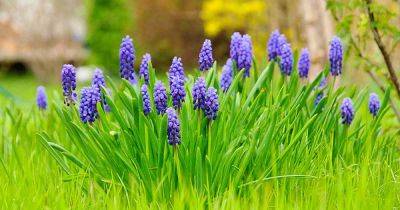 How to Naturalize Grape Hyacinth (Muscari) in Lawns - gardenerspath.com