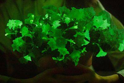 Glow-In-the-Dark Petunias Are Coming This Spring - bhg.com - city London - state North Carolina