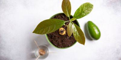 A Full Guide on How to Grow & Care for an Avocado Plant Indoors - goodhousekeeping.com - Mexico - state California