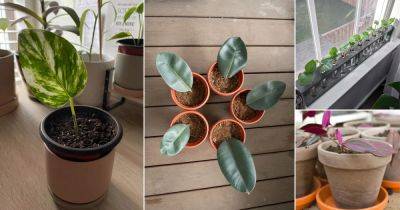 16 Indoor Plants that Grow From Just One Leaf - balconygardenweb.com