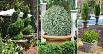 17 Best Boxwoods for Containers - balconygardenweb.com