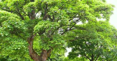 Complete Guide to Sycamore Trees (Acer pseudoplatanus) - gardenersworld.com - Britain
