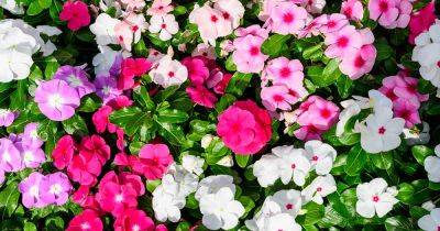 How to Grow Impatiens from Seed - gardenerspath.com