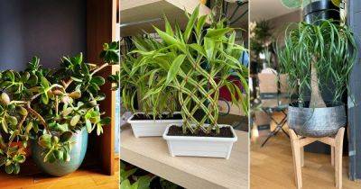 13 Indoor Plants That Don't Need Fertilizer Before A Year - balconygardenweb.com