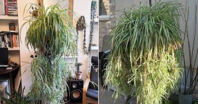 How to Grow Spider Plant as a Tree - balconygardenweb.com