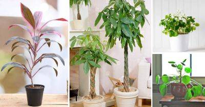 11 Plants that Attract Money and Bring Fortune to Home - balconygardenweb.com - Sweden