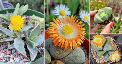 9 Gorgeous Pleiospilos nelii Varieties - balconygardenweb.com - South Africa