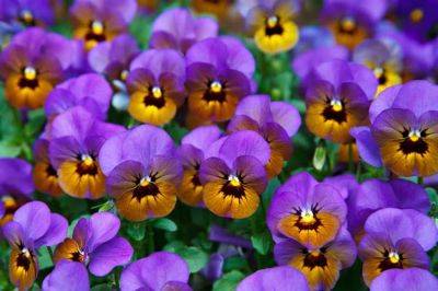 Growers Guide for Viola – Perennial Plant - backyardgardener.com