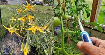 Tickle Your Tomato Plants Like This for Bumper Harvest - balconygardenweb.com