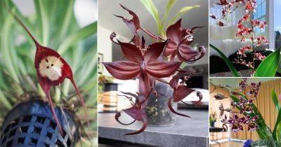 8 Orchids that Smell Like Chocolate - balconygardenweb.com - India