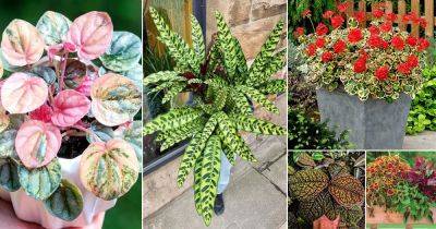 18 Best Artistic Plants | Plants that Look like a Work of Art - balconygardenweb.com - state Florida
