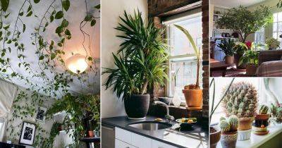 21 Fabulous Indoor Plant Decor Ideas— For Every Part of Home - balconygardenweb.com