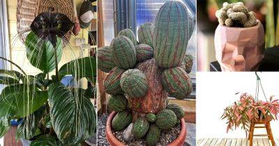 38 Mesmerizing Out of the World Houseplant Pictures - balconygardenweb.com