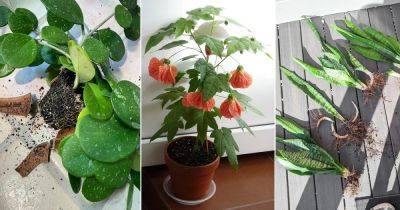 22 Houseplants That Grow Best From Division - balconygardenweb.com
