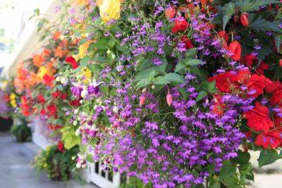 20 best trailing plants for hanging baskets and pots - growingfamily.co.uk
