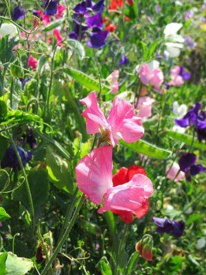 Growers Guide for Sweet Pea – Lathyrus - backyardgardener.com