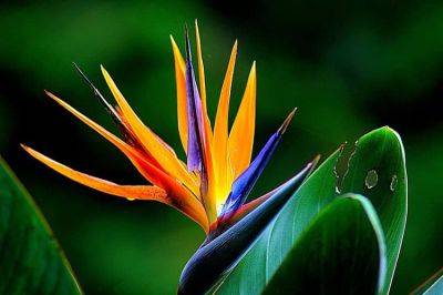 Growers Guide for Bird of Paradise Flower - backyardgardener.com - South Africa - state California - state Florida