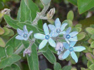 Oxypetalum caeruleum – A Good Blue Tender Perennial - backyardgardener.com - France
