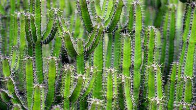 Growing and Collecting Cacti - backyardgardener.com - Usa - India - Mexico - Brazil - Peru - Chile
