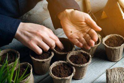 How To Start Plants From Seeds, According To An Expert - southernliving.com