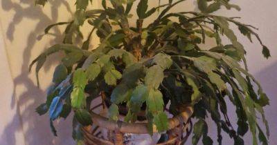 Your gardening questions answered: How can I boost my Christmas cactus? - irishtimes.com