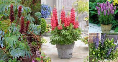 24 Best Cone Shaped Flowers - balconygardenweb.com - Usa