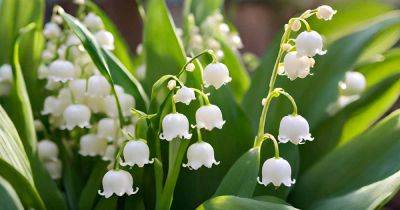 Reasons Why Lily of the Valley May Fail to Bloom - gardenerspath.com