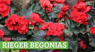 Rieger Begonia Care: Tips for Healthy, Happy Plants - savvygardening.com - Canada - Germany