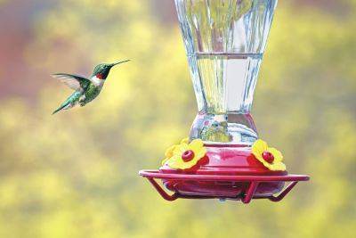 The Best Time To Put Out Your Hummingbird Feeders, According To Experts - southernliving.com - Usa - state Florida - state Virginia - state South Carolina