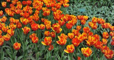 Tips for Growing Greig’s (Greigii) Tulips - gardenerspath.com