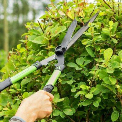 Winter Tidings: A Guide to Pruning in February - gardencentreguide.co.uk