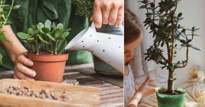 When and How to Water a Jade Plant So It Never Dies - balconygardenweb.com