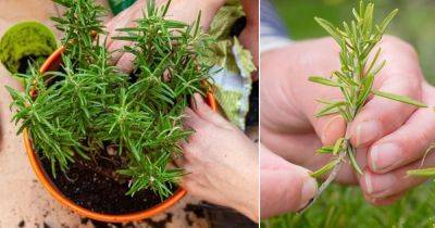 Growing Rosemary From Cuttings | How to Propagate a Rosemary Plant - balconygardenweb.com